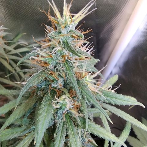 #skunk1 growlog timeline photo