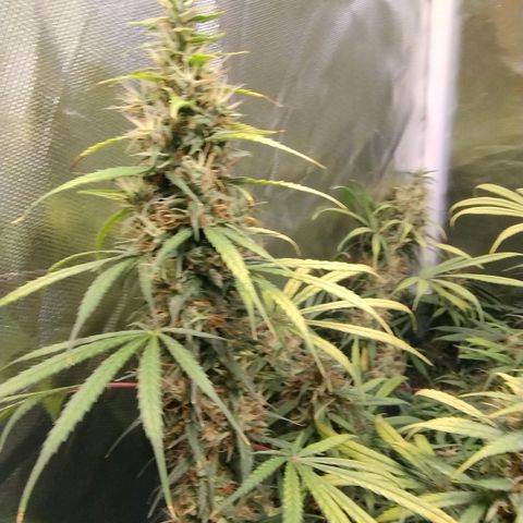 #skunk1 growlog timeline photo