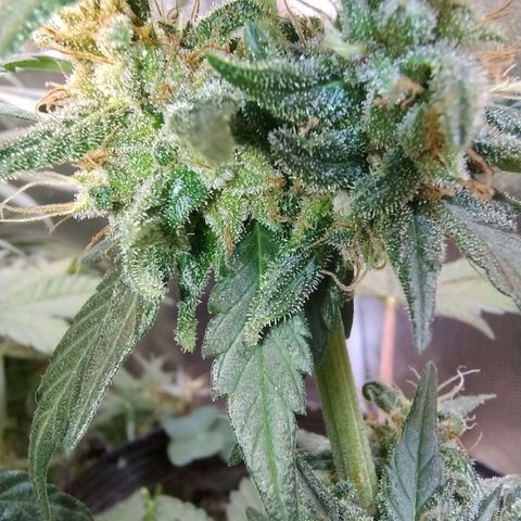 Purple lemonade growlog timeline photo