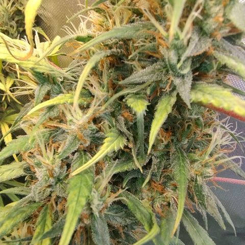 #skunk1 growlog timeline photo