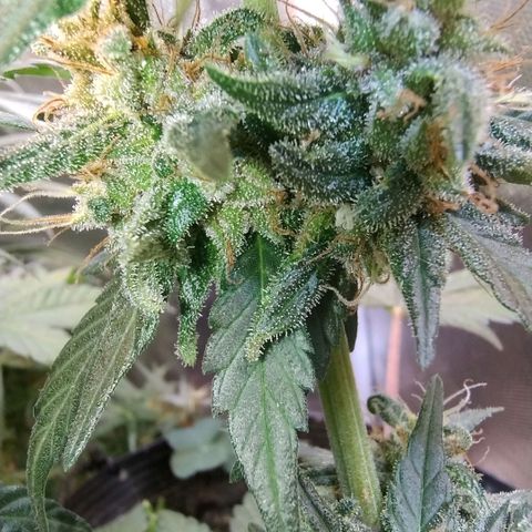 Purple lemonade growlog timeline photo