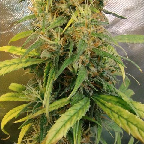 #skunk1 growlog timeline photo