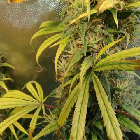 #skunk1 growlog timeline photo