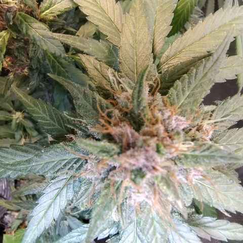Purple lemonade growlog timeline photo