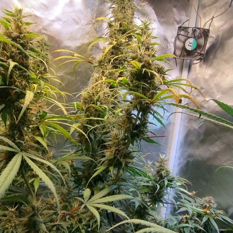 #skunk1 growlog timeline photo
