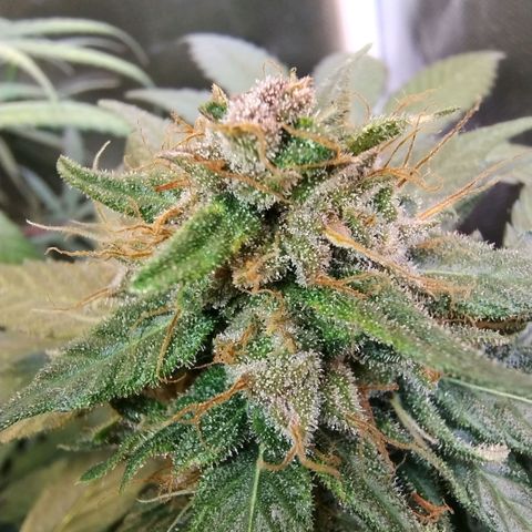 Purple lemonade growlog timeline photo