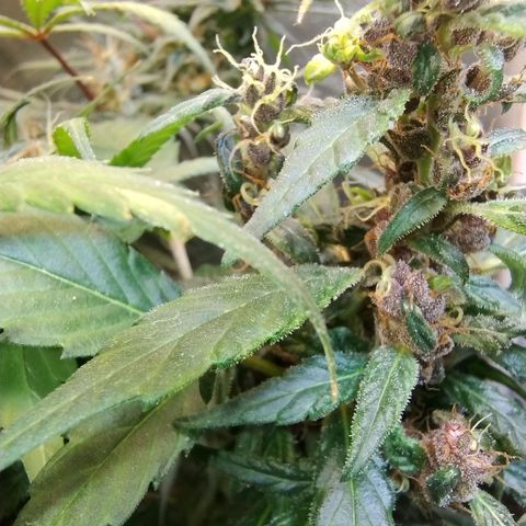 Purple lemonade#2 growlog timeline photo