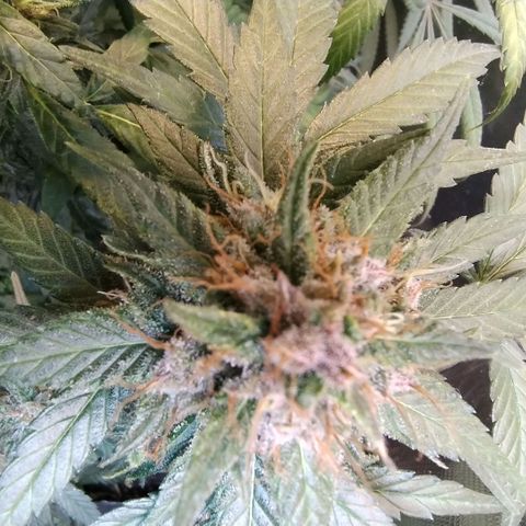 Purple lemonade growlog timeline photo