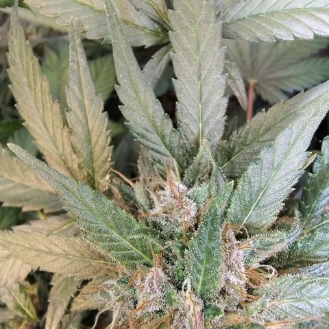 Purple lemonade growlog timeline photo