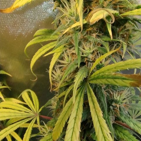 #skunk1 growlog timeline photo