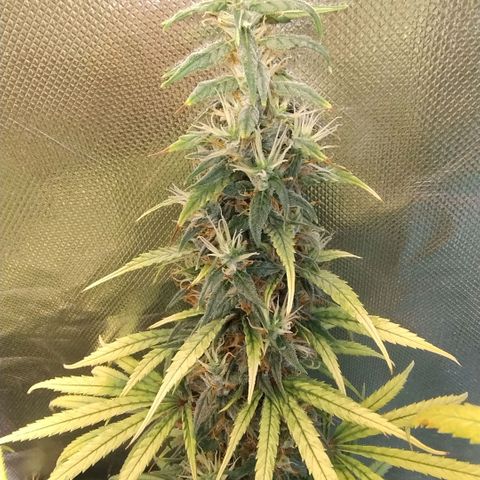 #skunk1 growlog timeline photo