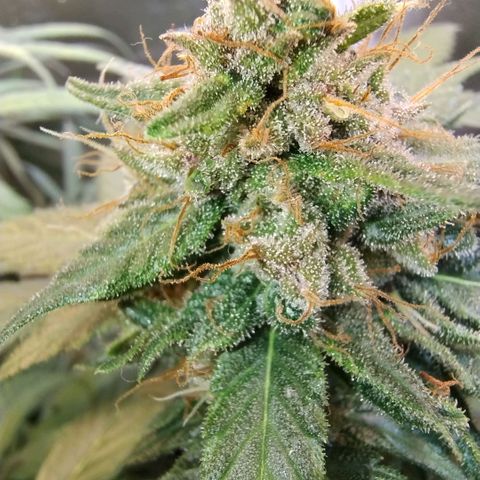 Purple lemonade growlog timeline photo