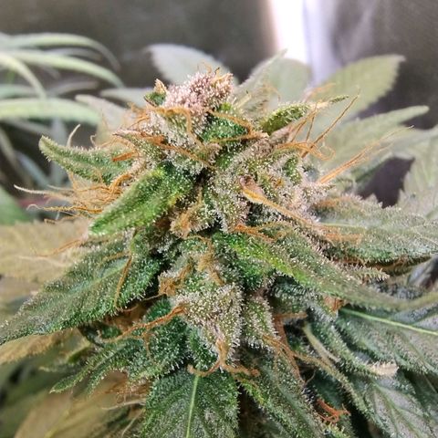 Purple lemonade growlog timeline photo