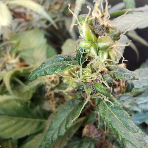 Purple lemonade#2 growlog timeline photo