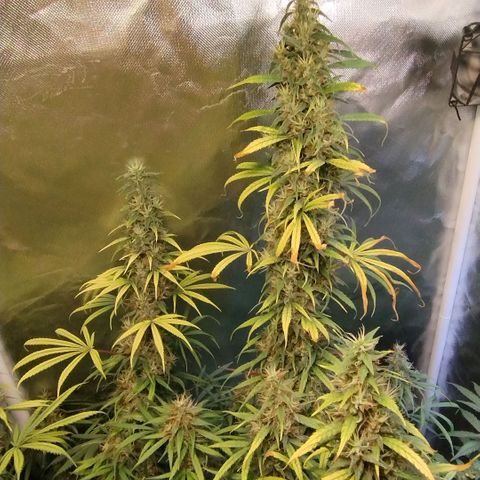 #skunk1 growlog timeline photo