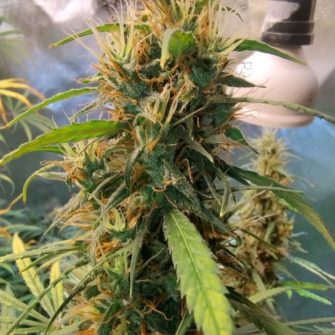 #skunk1 growlog timeline photo