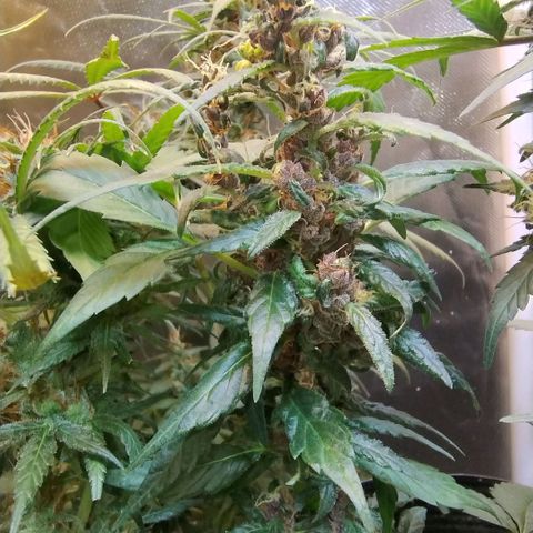 Purple lemonade#2 growlog timeline photo