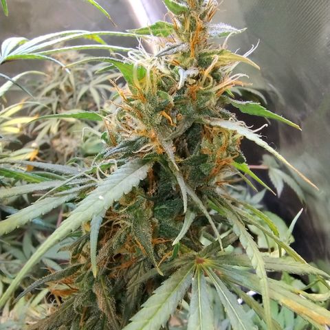 #skunk1 growlog timeline photo