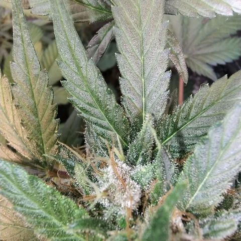 Purple lemonade growlog timeline photo