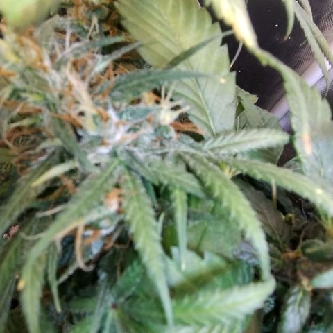 #skunk1 growlog timeline photo