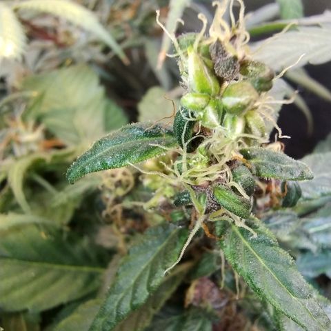 Purple lemonade#2 growlog timeline photo