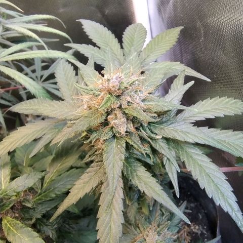 Purple lemonade growlog timeline photo