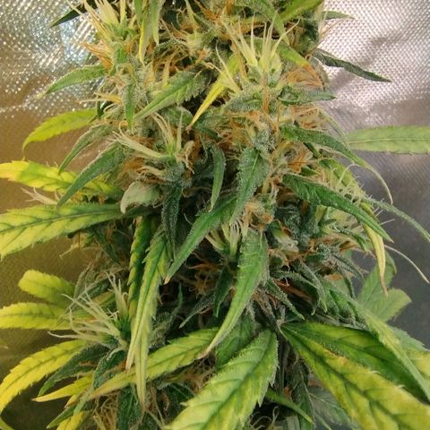 #skunk1 growlog timeline photo