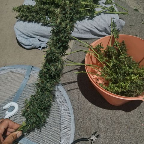 #skunk1 growlog timeline photo