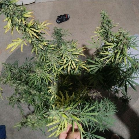 #skunk1 growlog timeline photo