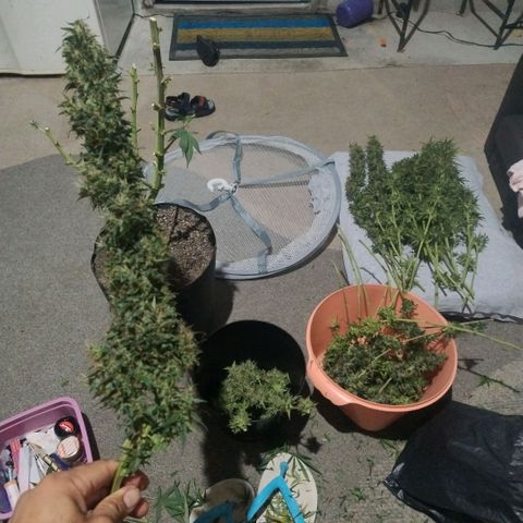 #skunk1 growlog timeline photo