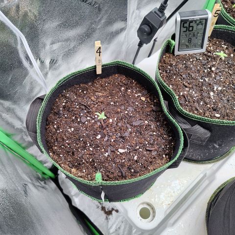 #4 growlog timeline photo