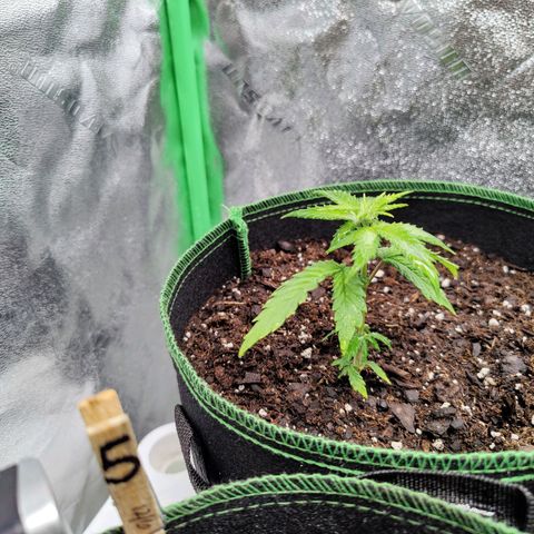 #1,2,3 growlog photo: Misted each plant