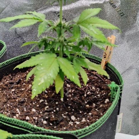 #1,2,3 growlog photo: Misted each plant