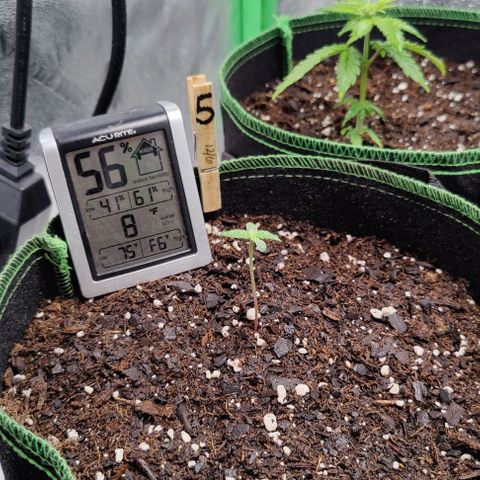 #1,2,3 growlog photo: Misted each plant