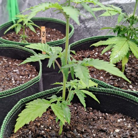 #1,2,3 growlog photo: Misted each plant