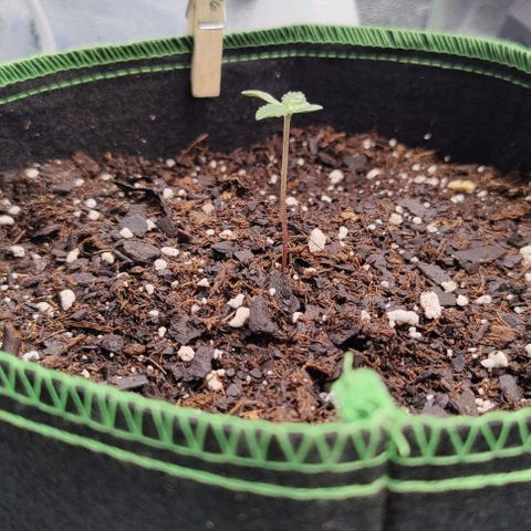 #4 growlog timeline photo