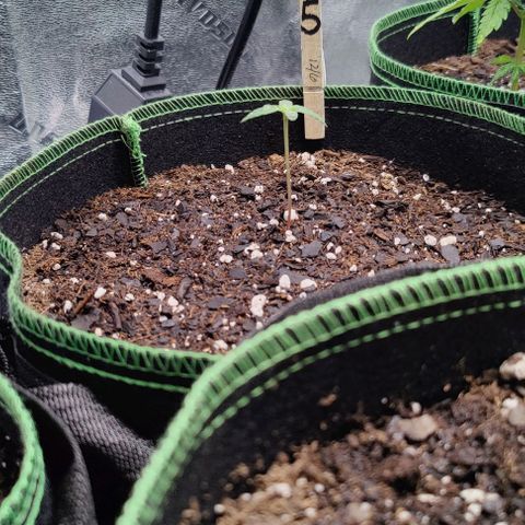 #5 growlog timeline photo