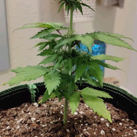 #1,2,3 growlog timeline photo