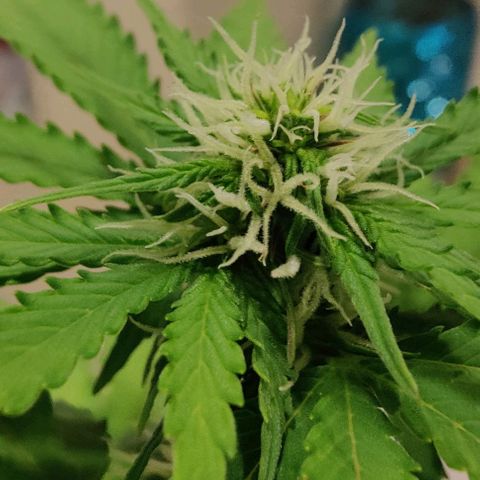 #1,2,3 growlog timeline photo