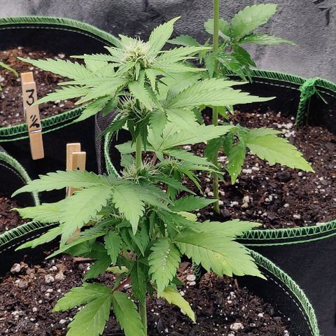 #1,2,3 growlog timeline photo