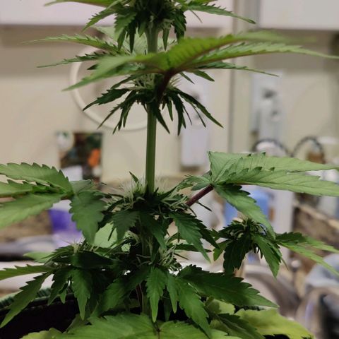 #1,2,3 growlog timeline photo