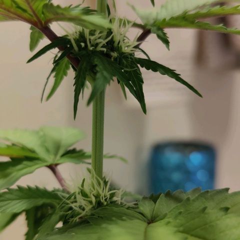 #1,2,3 growlog timeline photo
