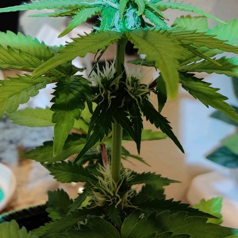 #1,2,3 growlog timeline photo