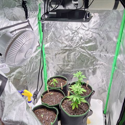 #1,2,3 growlog timeline photo