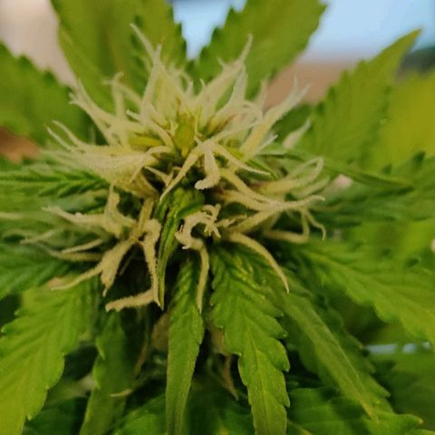 #1,2,3 growlog timeline photo