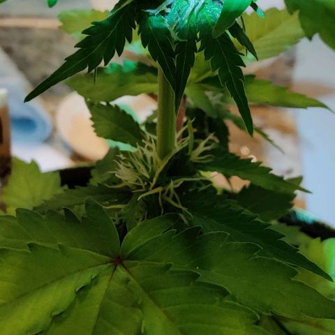 #1,2,3 growlog timeline photo
