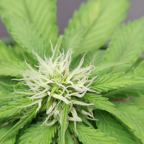 #1,2,3 growlog timeline photo