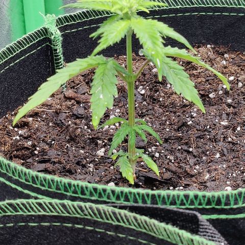 #1,2,3 growlog timeline photo