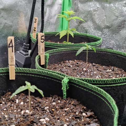#5 growlog photo: 2.5 in