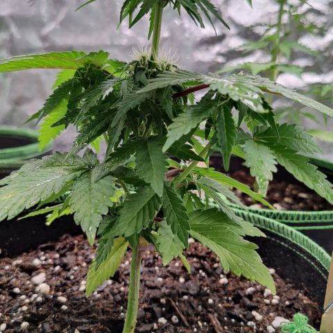 #1,2,3 growlog timeline photo
